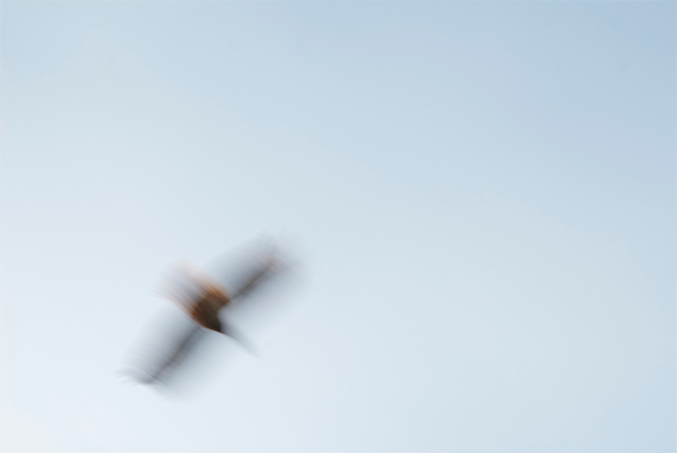 motion photograph of a Red-tail hawk, ©2011