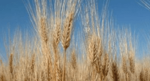 barley stalks  growing in a field