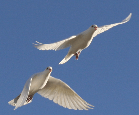 doves