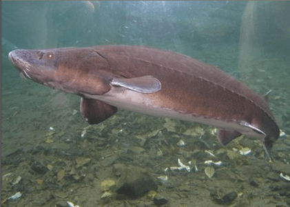 Sturgeon fish in lake