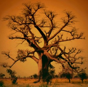 iroko tree 2
