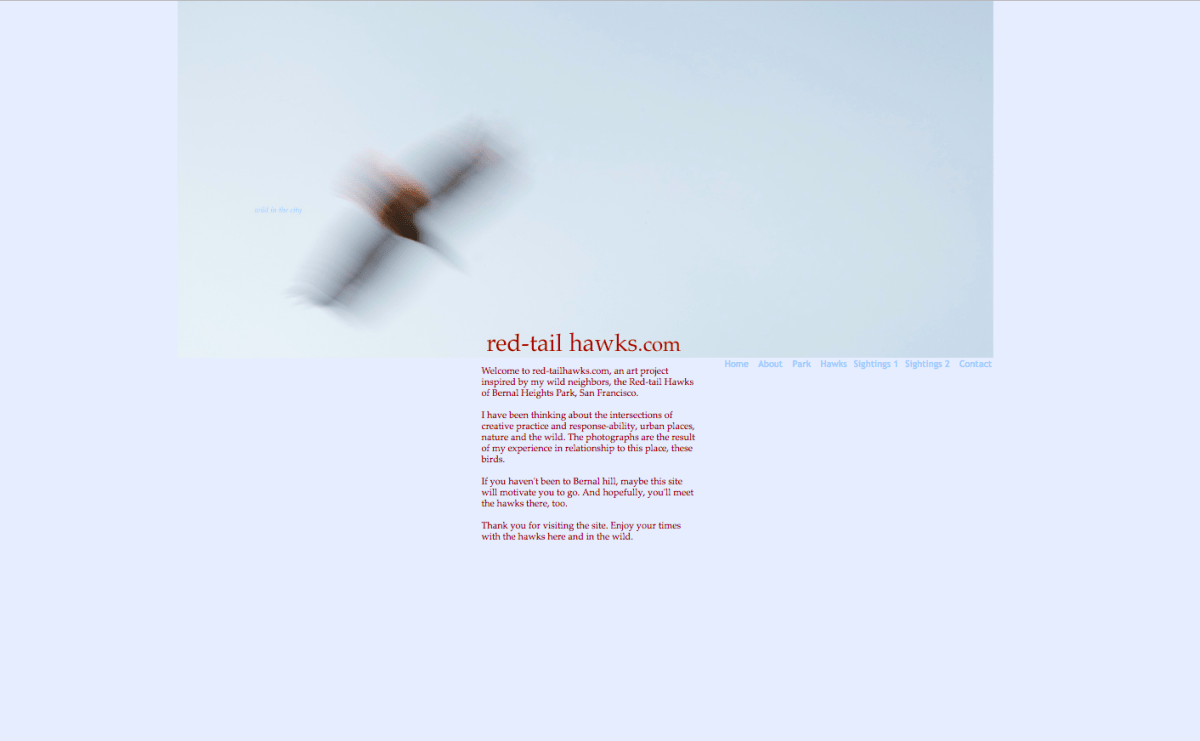 Red-tail Hawks, wild in the city, website home page, © 2012